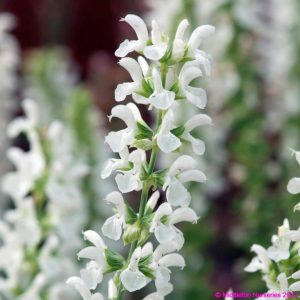 Salvia nemorosa ‘Salute White 2 compress