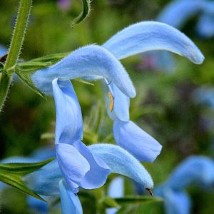 Salvia patens Beyond Blue 3 1