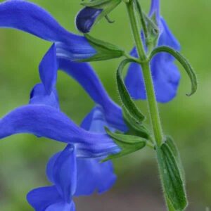 Salvia patens Blue Angel 3