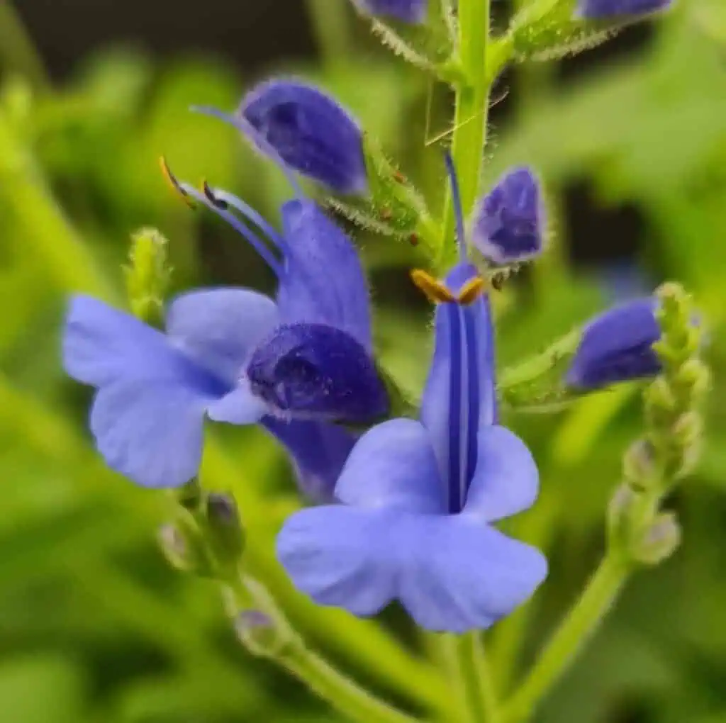 Salvia sagittata x ‘Blue Butterflies 1