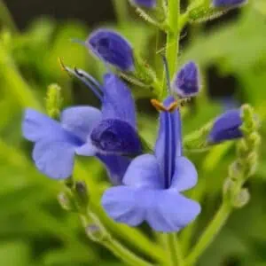 Salvia sagittata x ‘Blue Butterflies 1