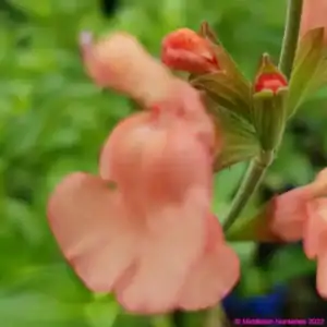 Salvia x jamensis California sunset 2 compress