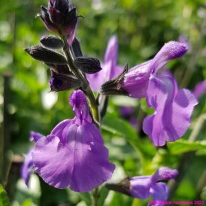 Salvia x jamensis ‘Javier 2 compress