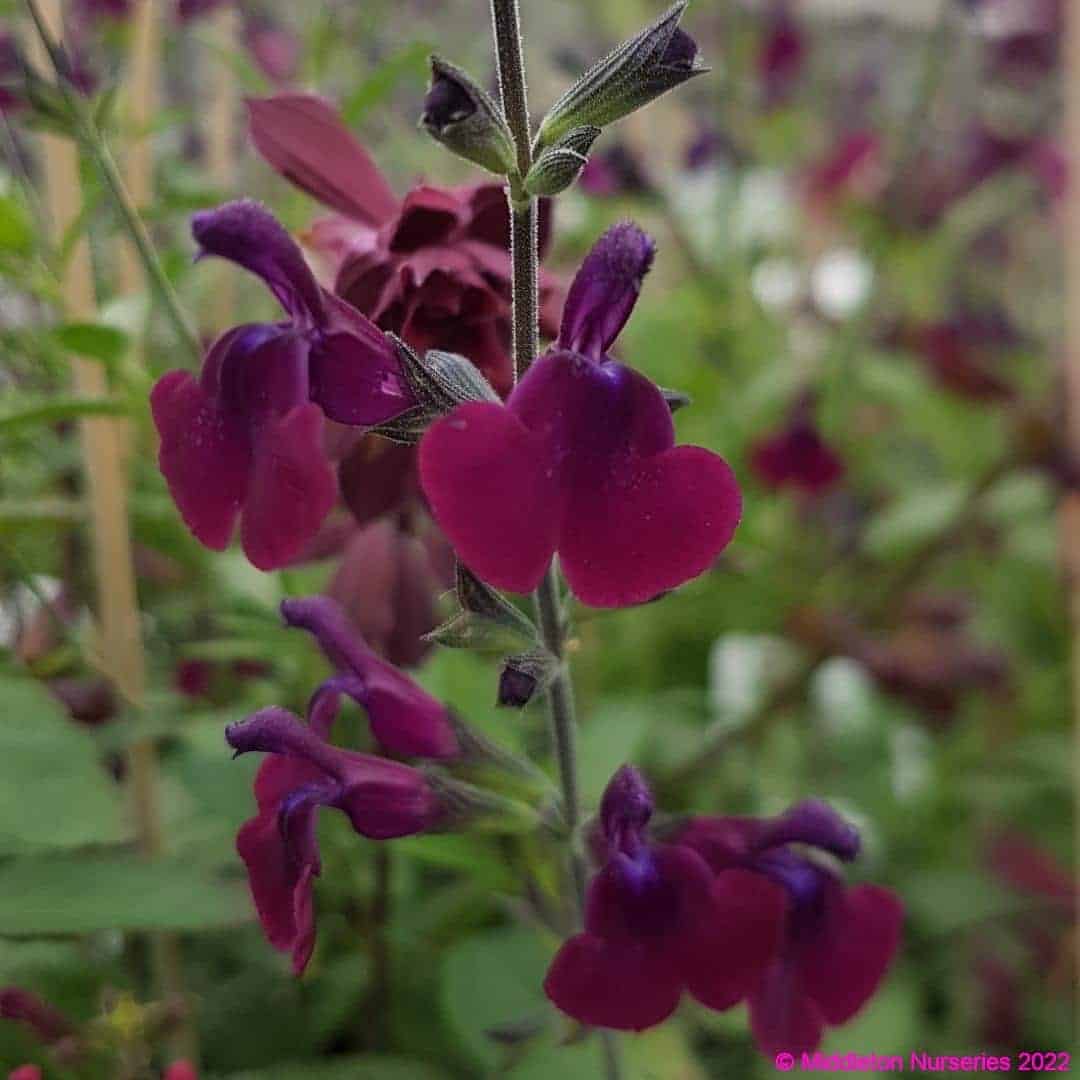 Salvia x jamensis ‘Nachtvlinder 1 compress