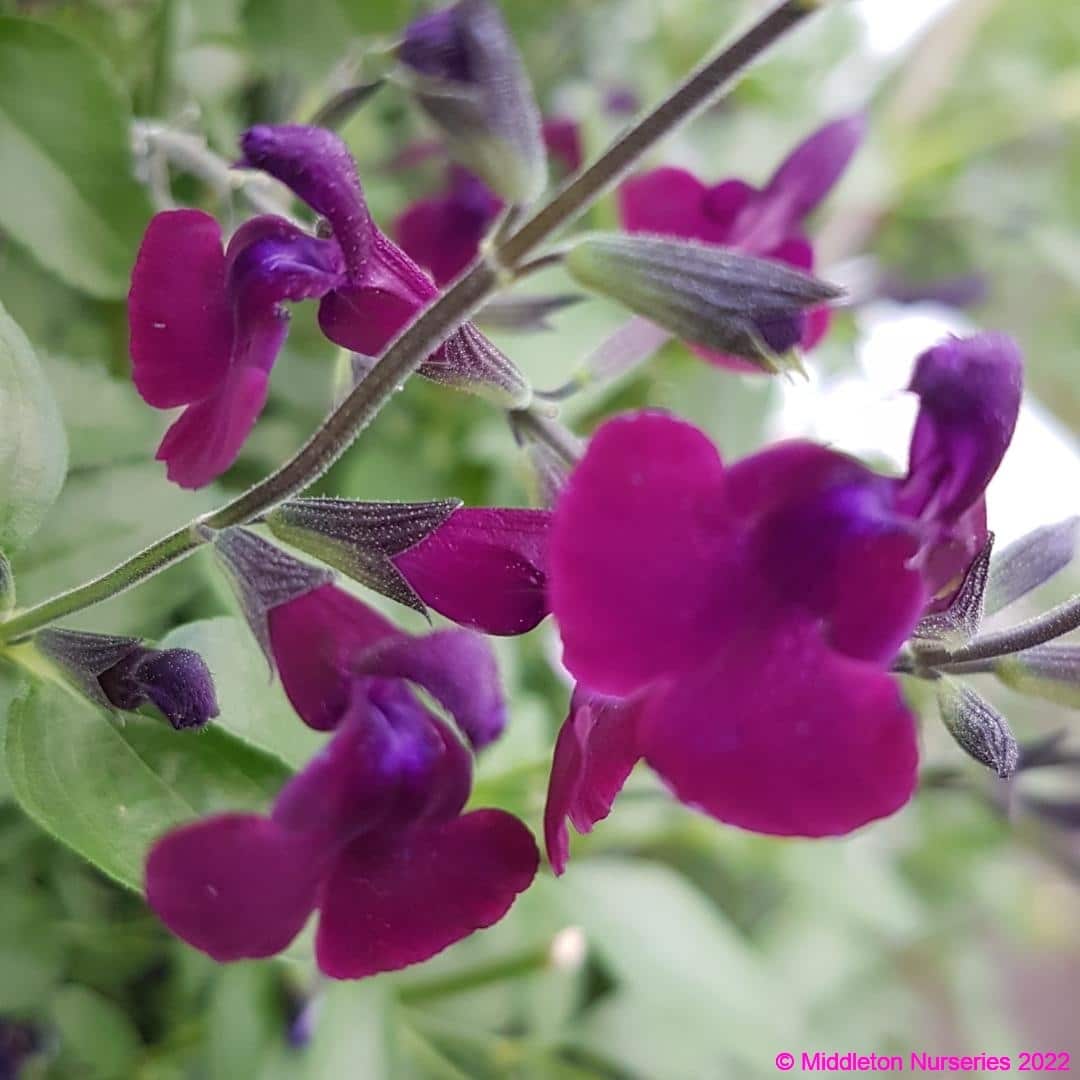 Salvia x jamensis ‘Nachtvlinder 2 compress