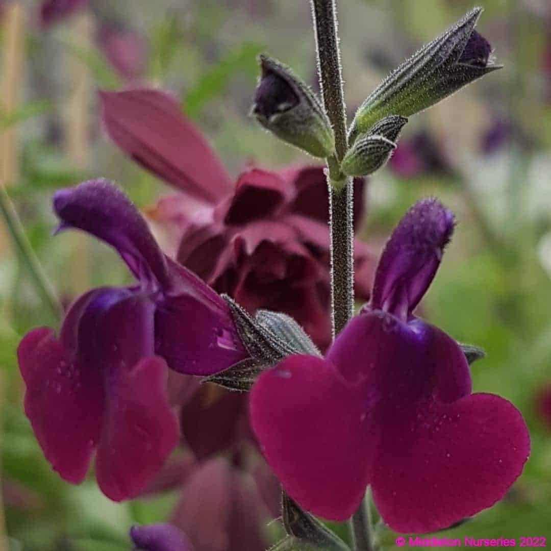 Salvia x jamensis ‘Nachtvlinder 3 compress