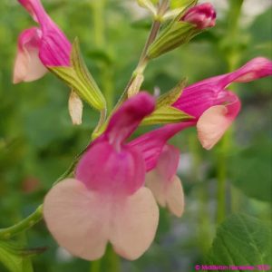 Salvia x jamensis ‘Shell Dancer 5 compress