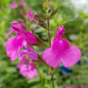 Salvia ‘Lalarsha 1 compress