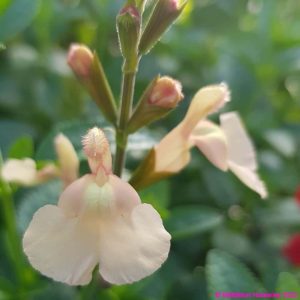 Salvia ‘Peach Parfait 2 compress