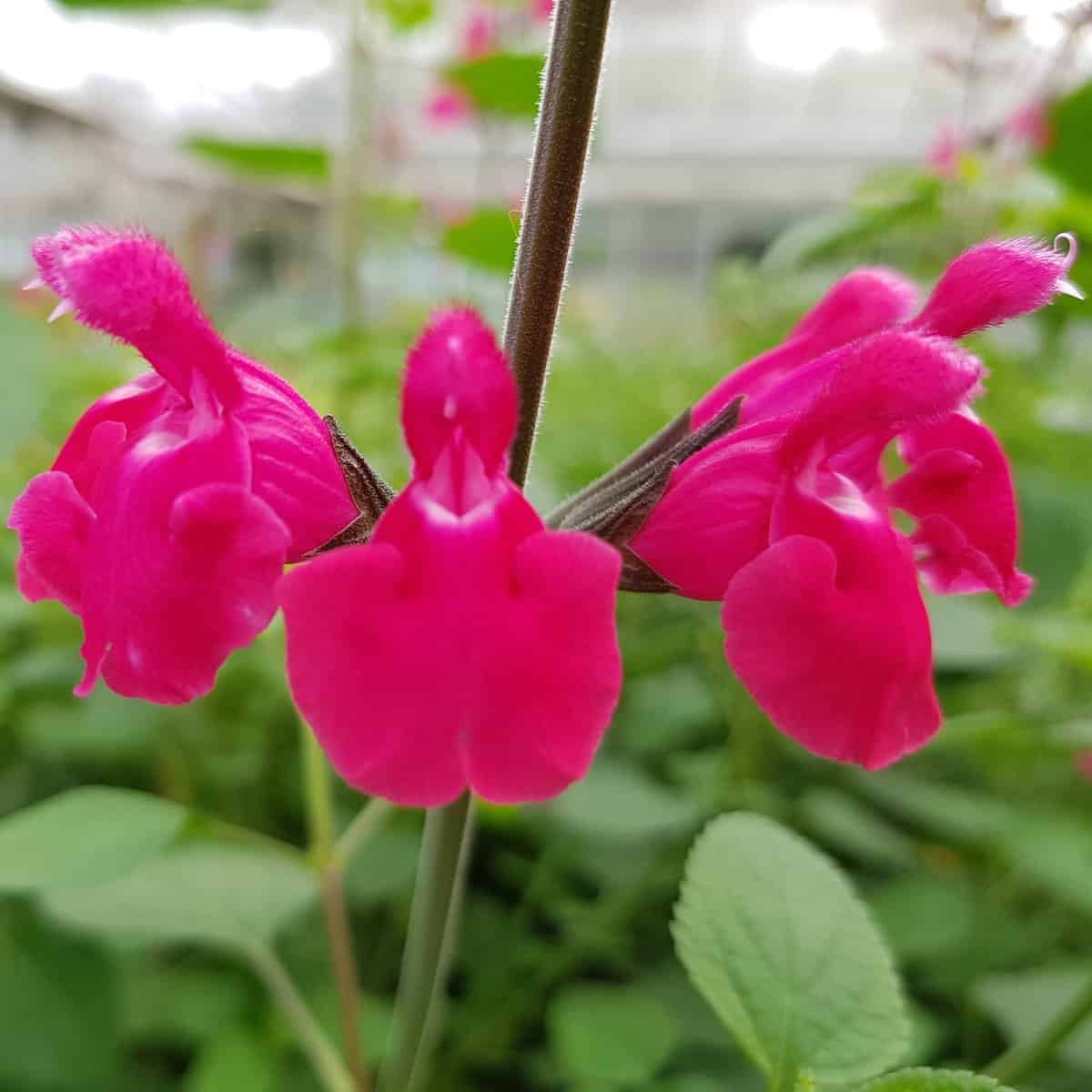 Salvia Pink Pong Middleton Nurseries
