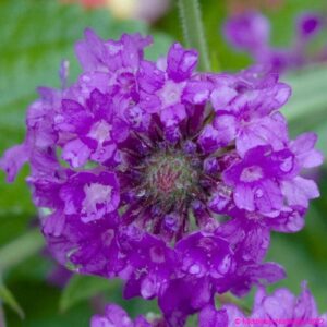 Verbena rigida ‘Santos Purple 3.v2 compress