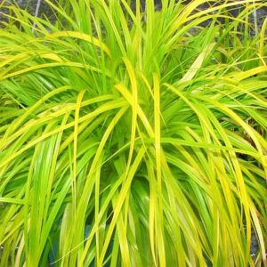 Carex oshimensis ‘Everillo’ (EverColor Series) (Japanese Sedge) in full bloom — specialist nursery plant, Middleton Nurseries