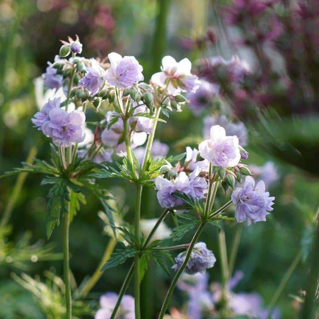 Geranium Cloud Nine 2 Compress 