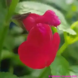 middleton Salvia Jemimas Gem 6 1 compress compress