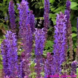 salvia nemorosa Kate glenn 1 compress