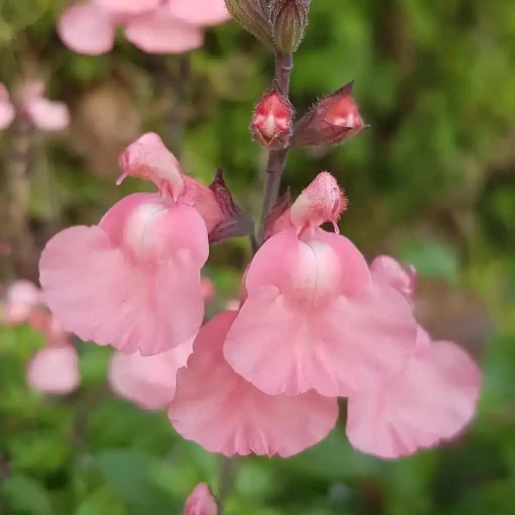 17606398781317427880