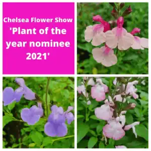 Copy of Copy of Salvia eclipse collection 1 1