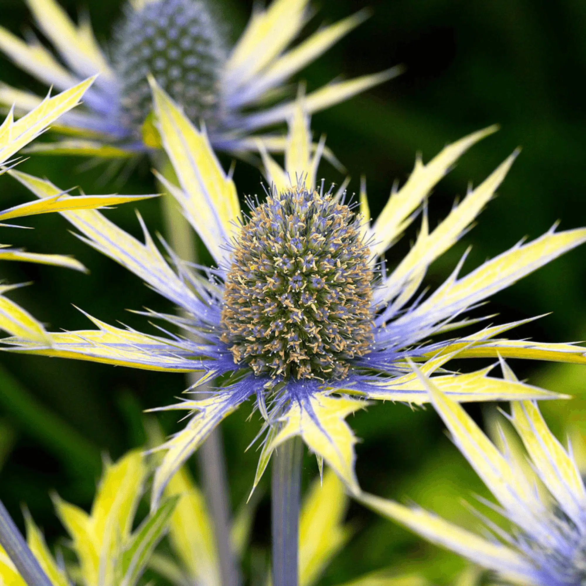 Eryngium x zabelii 'Neptune's Gold' (Sea Holly) Middleton Nurseries