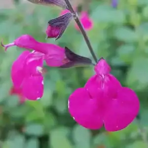 Salvia Dayglow 3 1
