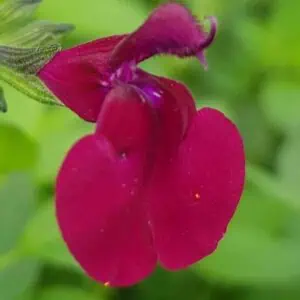 Salvia Dysons Maroon 2 1 compress