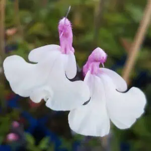 Salvia ‘Nuchi 1