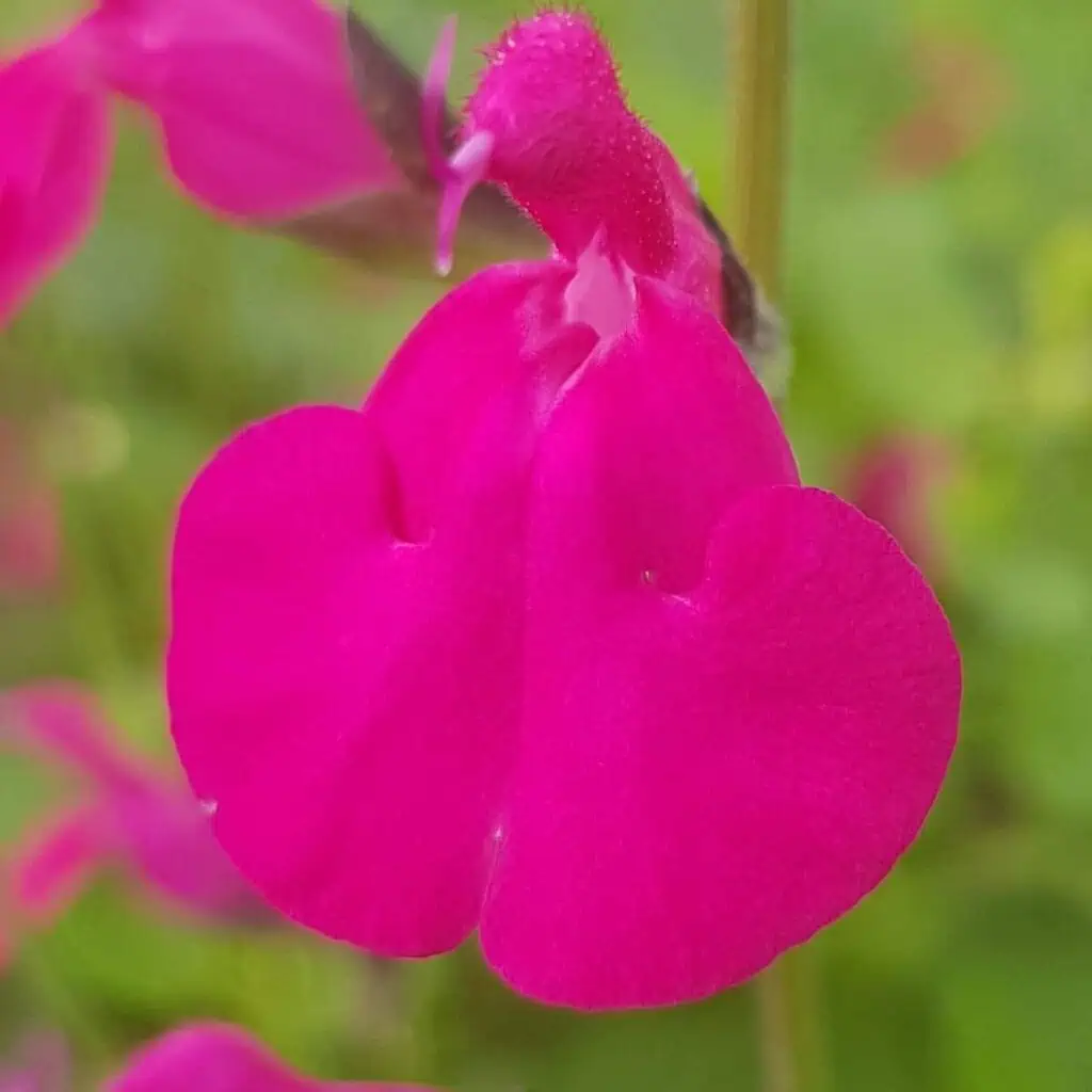 Salvia ‘Pennys smile 2