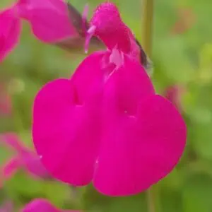 Salvia ‘Pennys smile 2