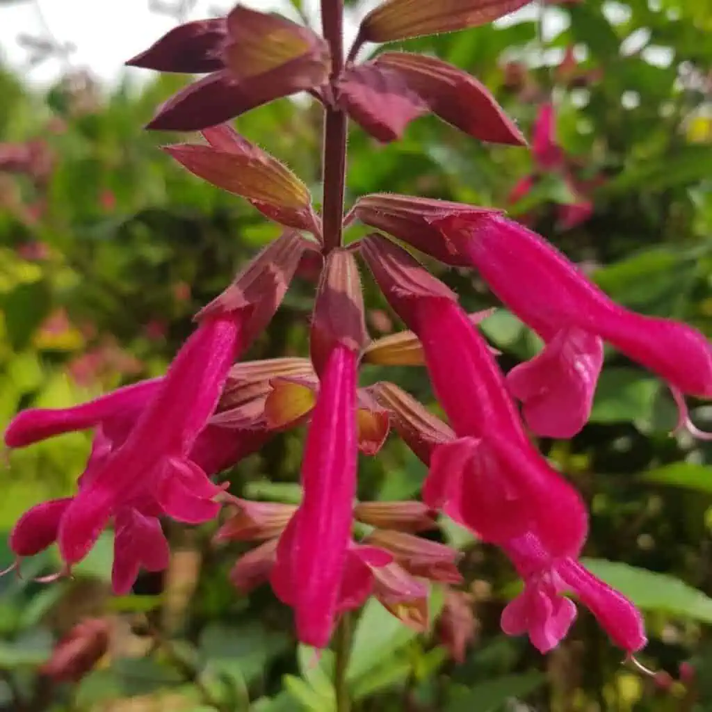 Salvia ‘Wendys Wish 1