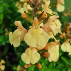 Salvia Golden Girl scaled