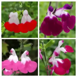 Salvia Lips collection