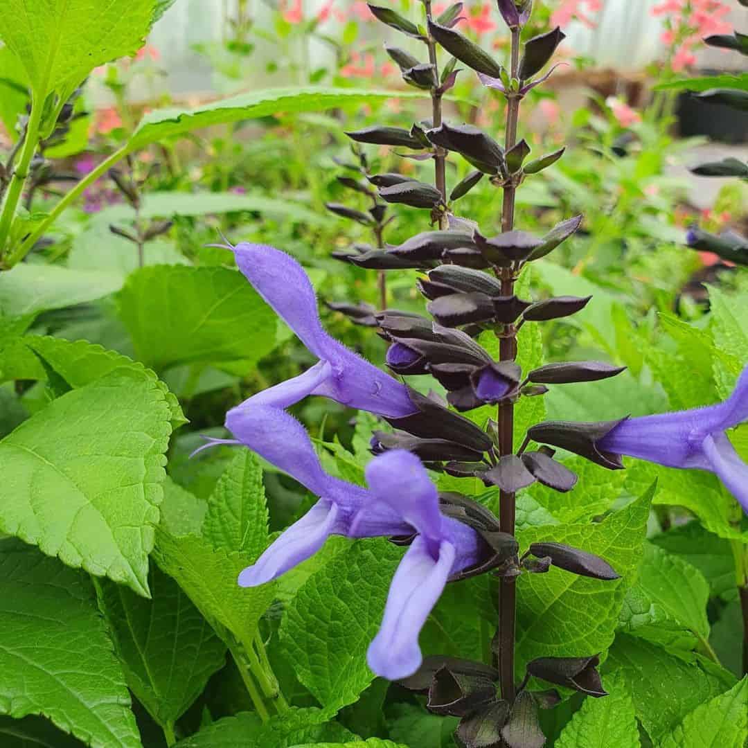 Salvia Rockin 'Blue Suede Shoes' (Rockin Series) - Middleton Nurseries