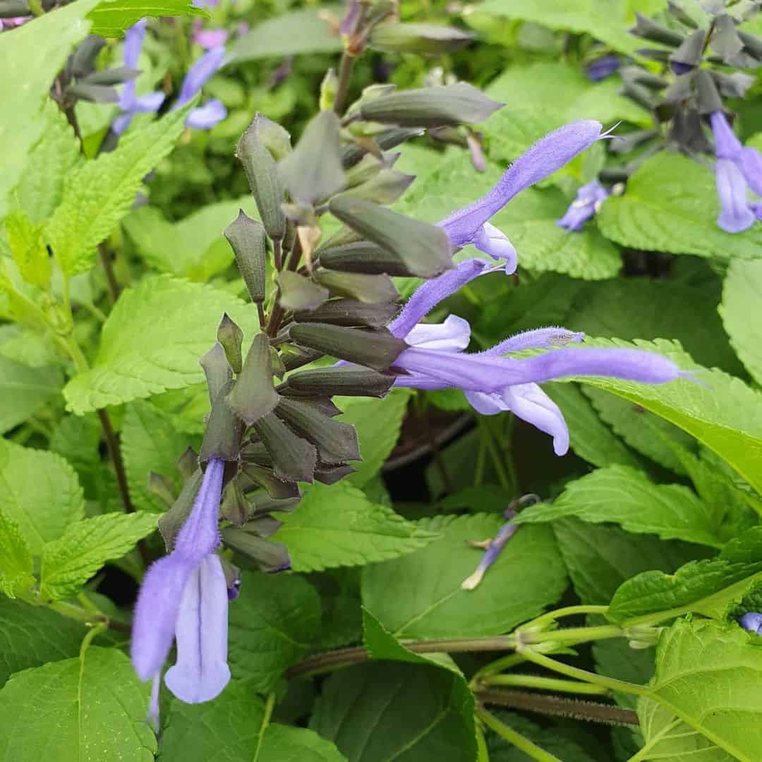 Salvia Rockin 'Blue Suede Shoes' (Rockin Series) - Middleton Nurseries