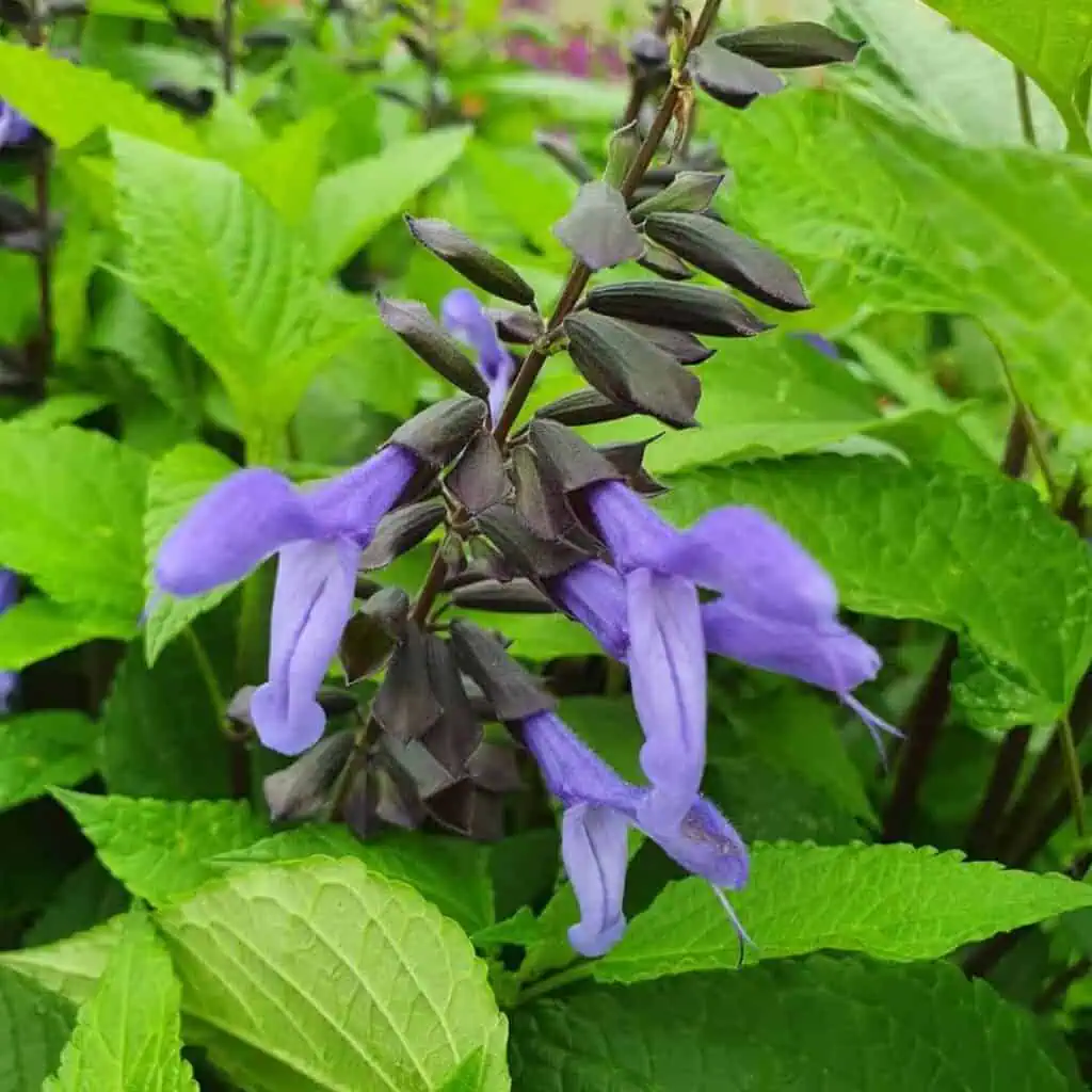 Salvia Rockin Blue Suede Shoes 3