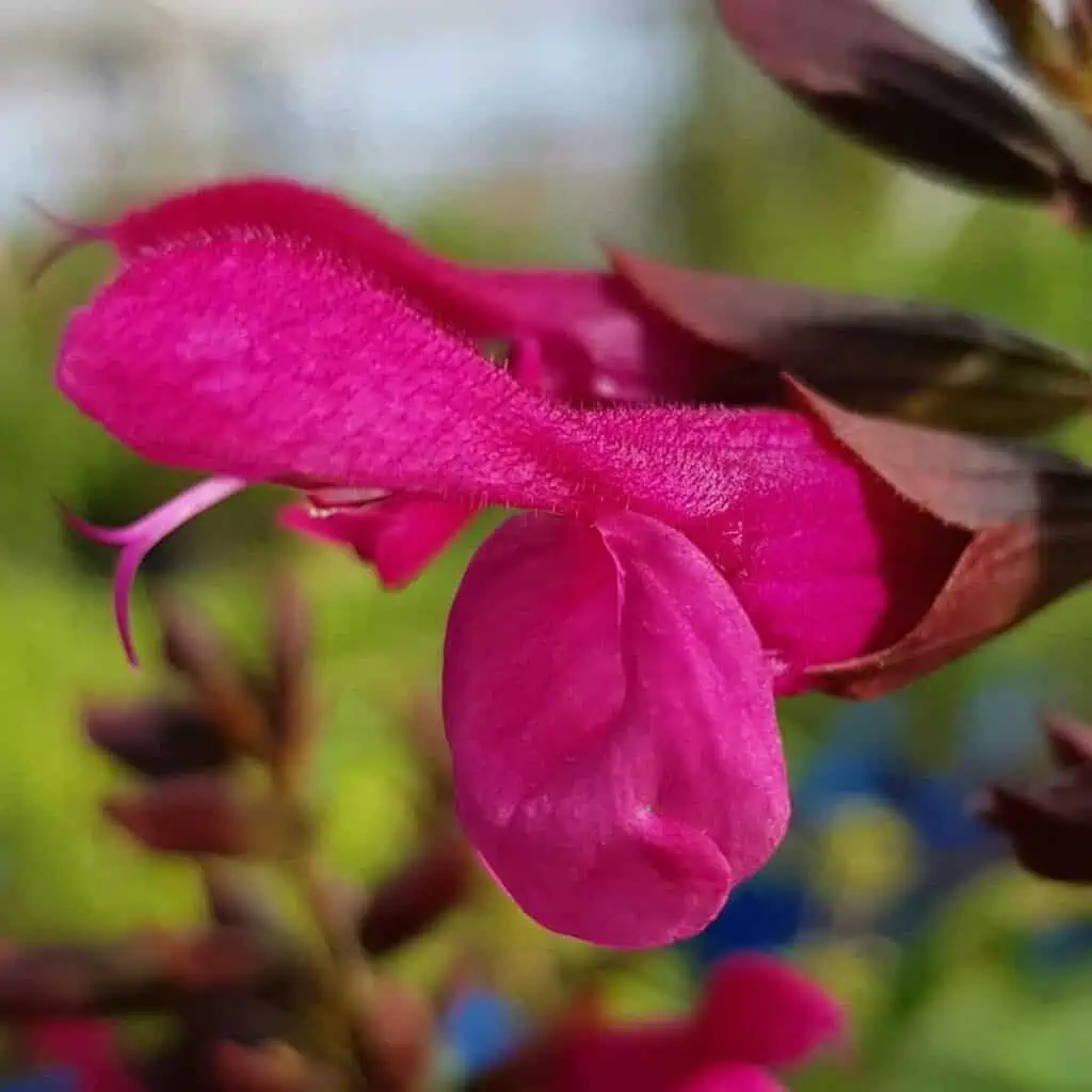 Salvia Rockin Fuchsia 6