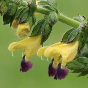 Salvia flava var. megalantha bulleyana 3.v2 scaled