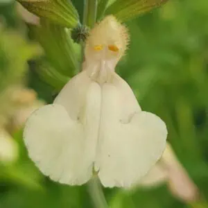 Salvia greggii ‘Creme Caramel 1.v2