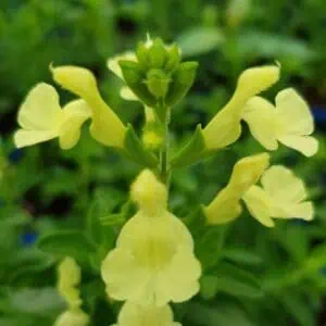 Salvia greggii 'Lemon Light