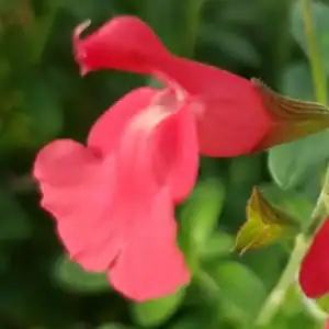 Salvia greggii Lipstick 1