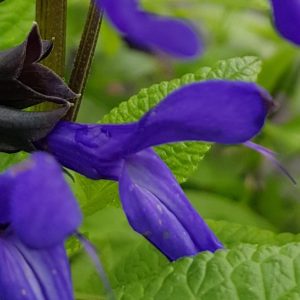 Salvia guaranitica ‘Black and Bloom 1