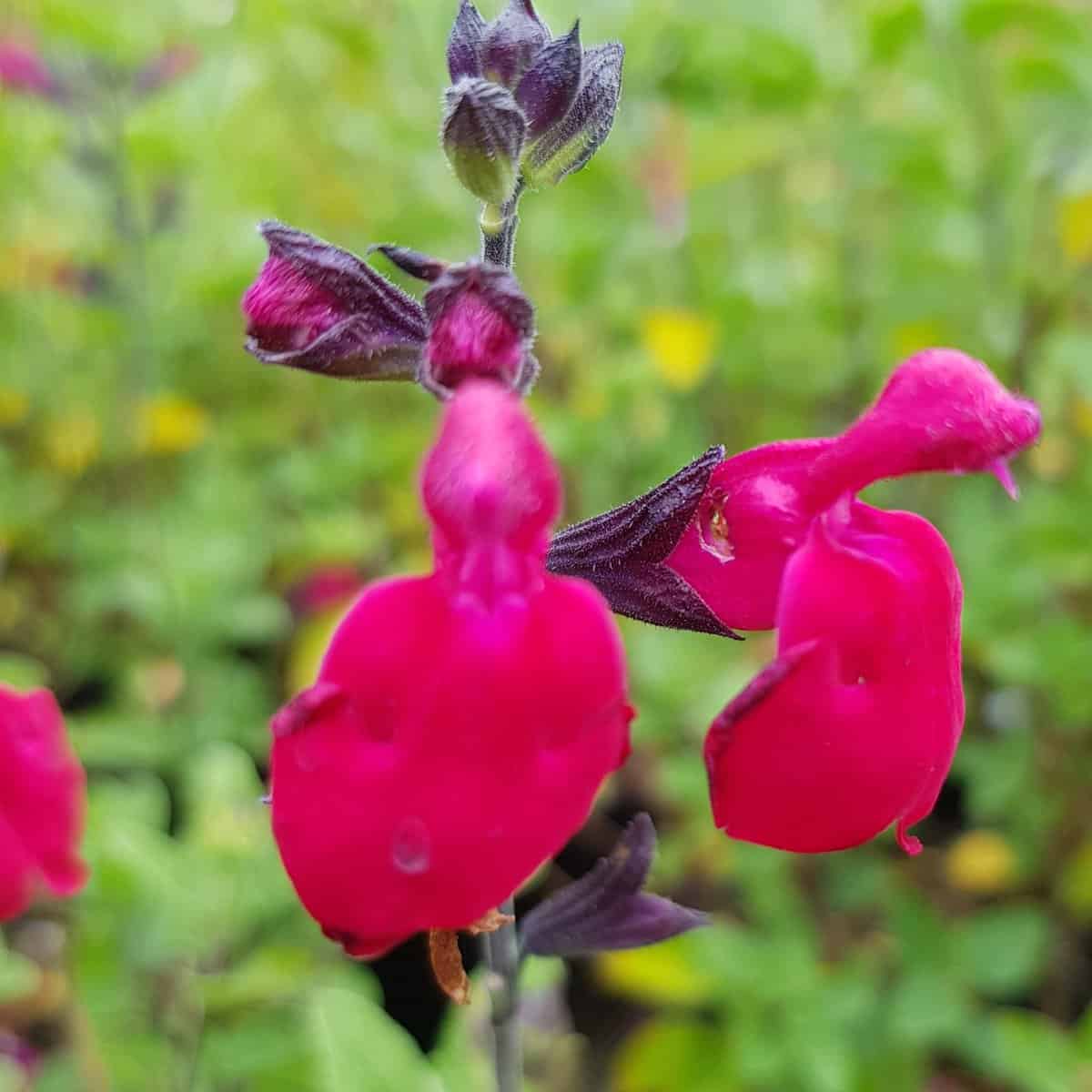 Salvia microphylla 'Bordeaux' - Middleton Nurseries