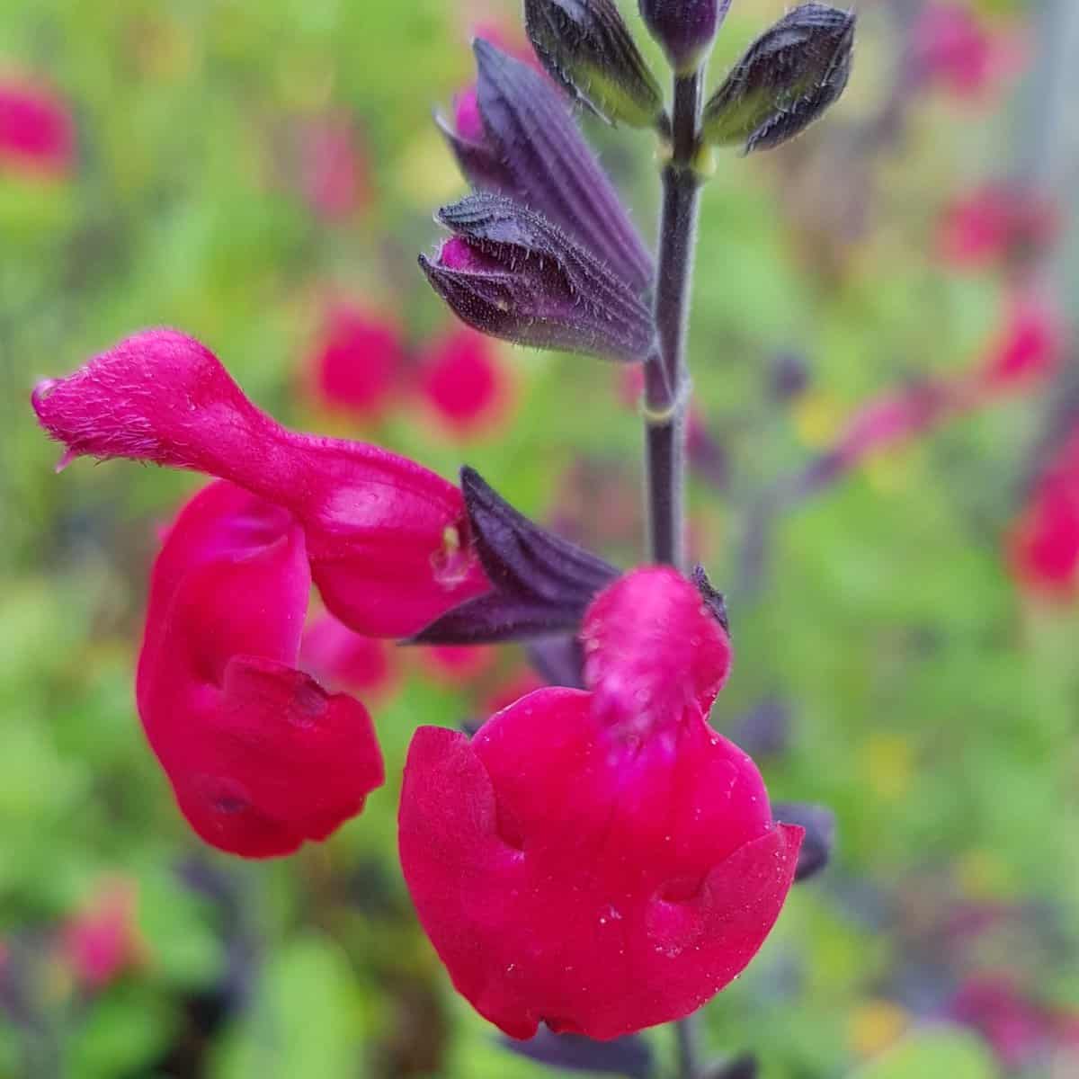 Salvia microphylla 'Bordeaux' - Middleton Nurseries