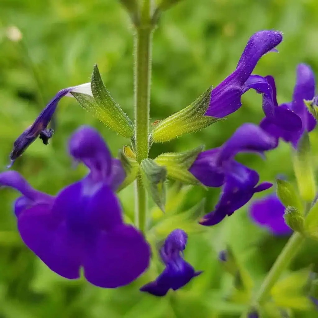 Salvia microphylla Blue Monrovia 1