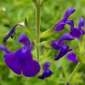 Salvia microphylla Blue Monrovia 1