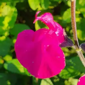 Salvia microphylla Cerro Postel 1 2 1 compress