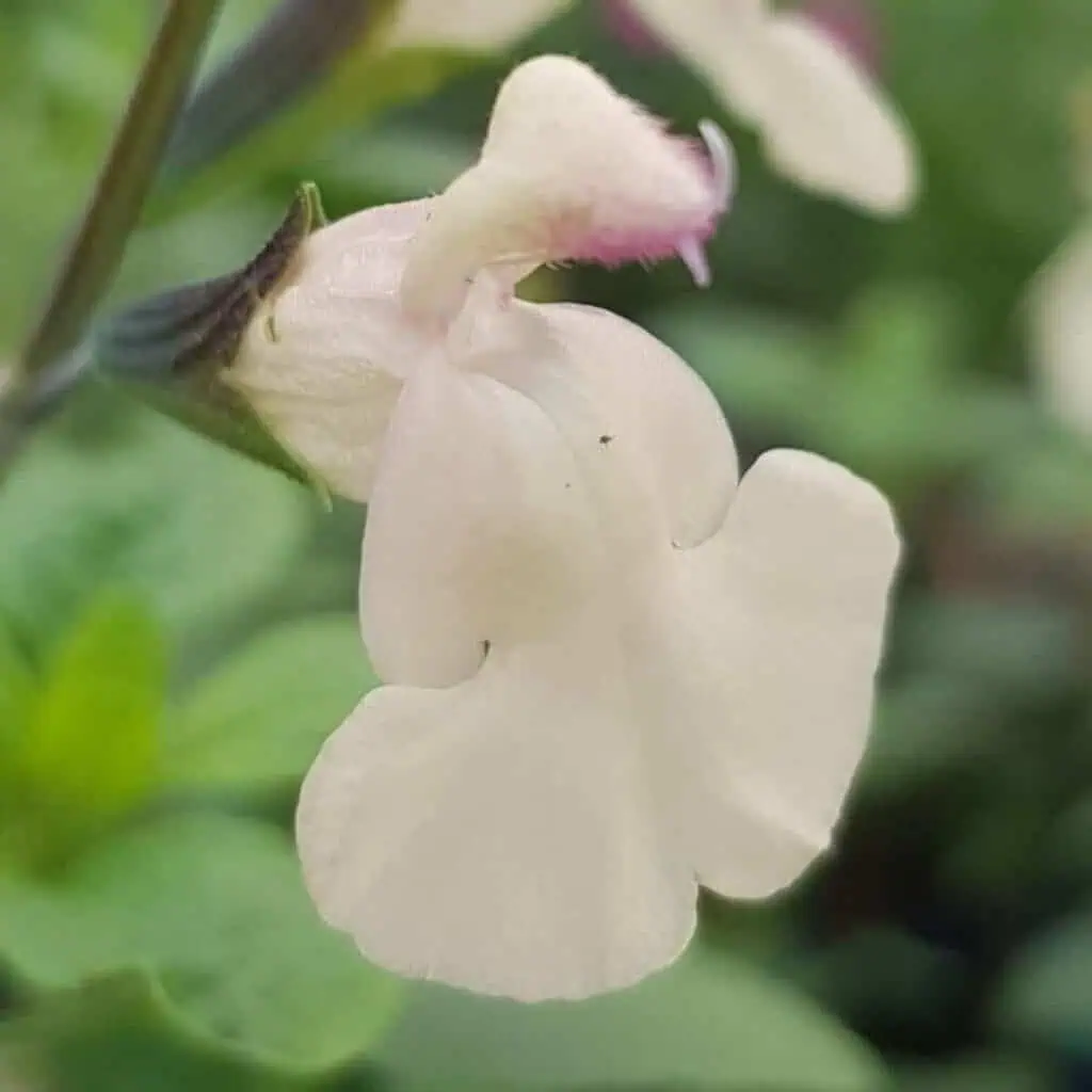 Salvia microphylla ‘Heatwave Glimmer 1
