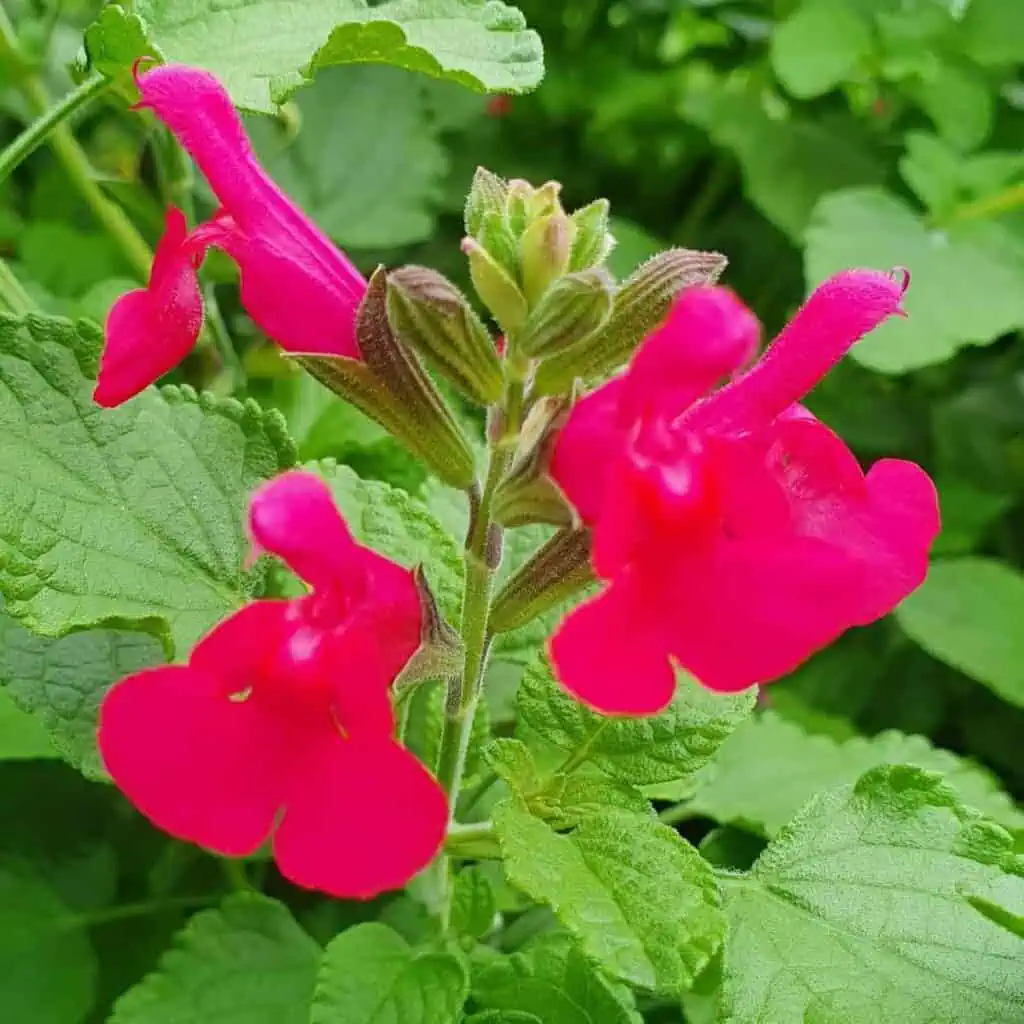 Salvia microphylla ‘San Carlos Festival 8