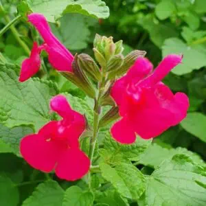 Salvia microphylla ‘San Carlos Festival 8