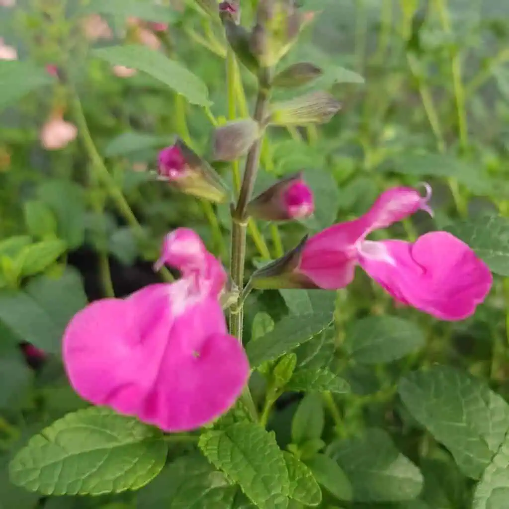 Salvia microphylla ‘Wild Watermelon 2