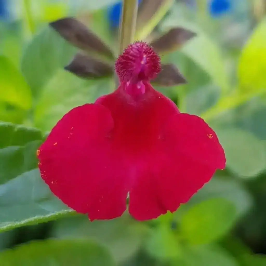 Salvia microphylla Makris 1 1 compress.v2