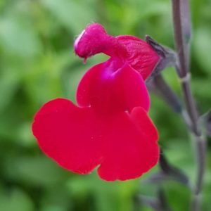 Salvia microphylla ‘Bordeaux 1